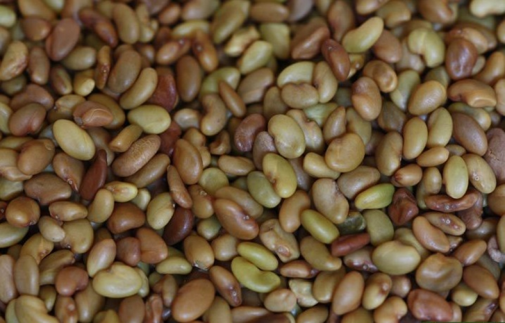 Семена люцерны фото
